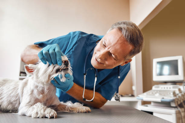 Best Pediatric Emergency Dentist in Mesa Del Caballo, AZ